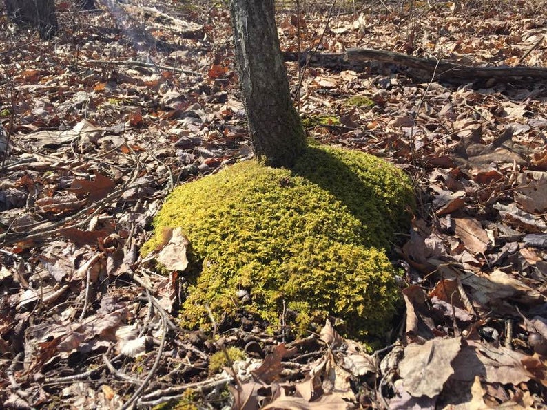 May include: A tree trunk emerges from a mound of vibrant green moss, surrounded by fallen brown leaves and twigs. The scene is bathed in sunlight, creating a natural, earthy aesthetic.