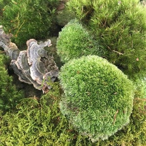 May include: A close-up of a variety of green moss, with a large, gray, layered mushroom in the center.