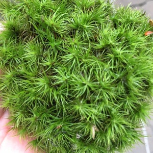 Live Frog Moss Mood Moss Pads - Dicranum For Terrarium or Vivarium - Quart Bag