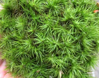 Live Frog Moss Mood Moss Pads - Dicranum For Terrarium or Vivarium