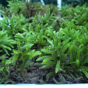 Live Tree Moss (Climacium Dendroid) - Terrarium, Vivarium, Garden