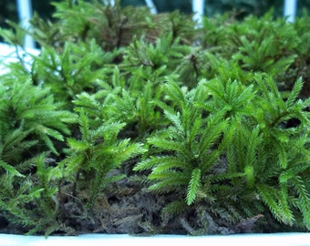 May include: A close-up of a patch of green moss. The moss is growing in a shallow container and has a soft, velvety texture.
