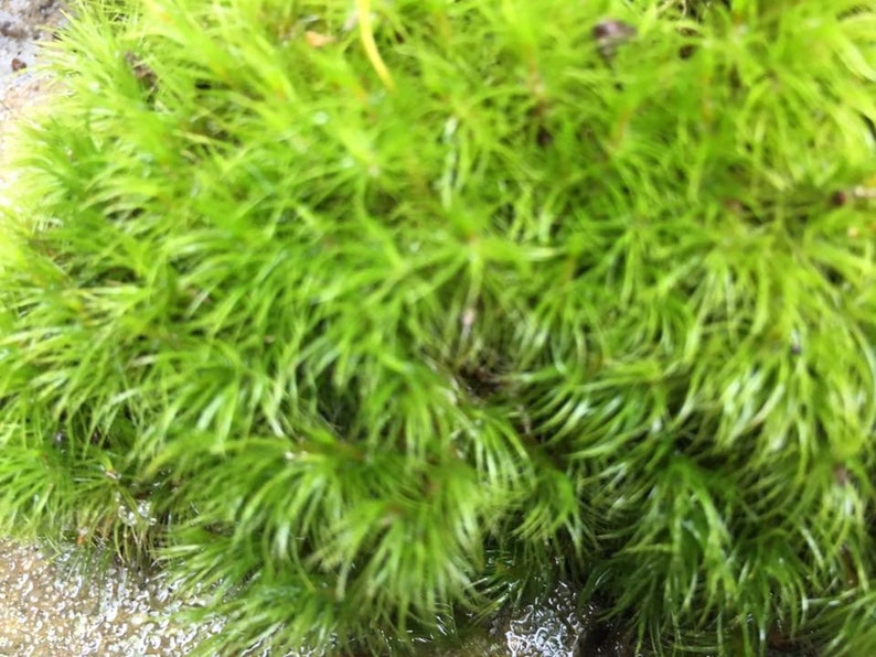 Live Frog Moss Mood Moss Pads Dicranum for Terrarium or Etsy UK