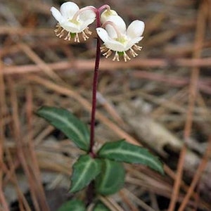 Live Spotted Wintergreen Pipsissewa Plants For Fairy Garden, Terrarium, Garden