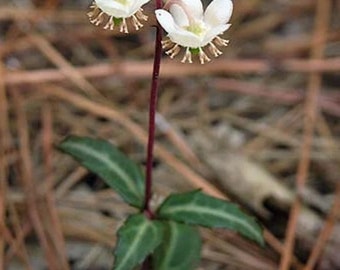 Live Spotted Wintergreen Pipsissewa Plants For Fairy Garden, Terrarium, Garden