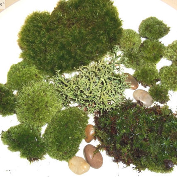 Live Moss Assortment for Terrariums - Frog, Haircap, Cushions, Rocks, Lichen