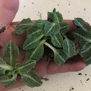 3 Adorable Petite Downy Rattlesnake Plantain Jewel Orchid Plants For Fairy Garden, Terrarium