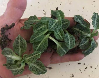 3 Adorable Petite Downy Rattlesnake Plantain Jewel Orchid Plants For Fairy Garden, Terrarium