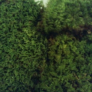 Moss Variety Sampler Pack Frog Moss, Fern Moss, Sheet Moss