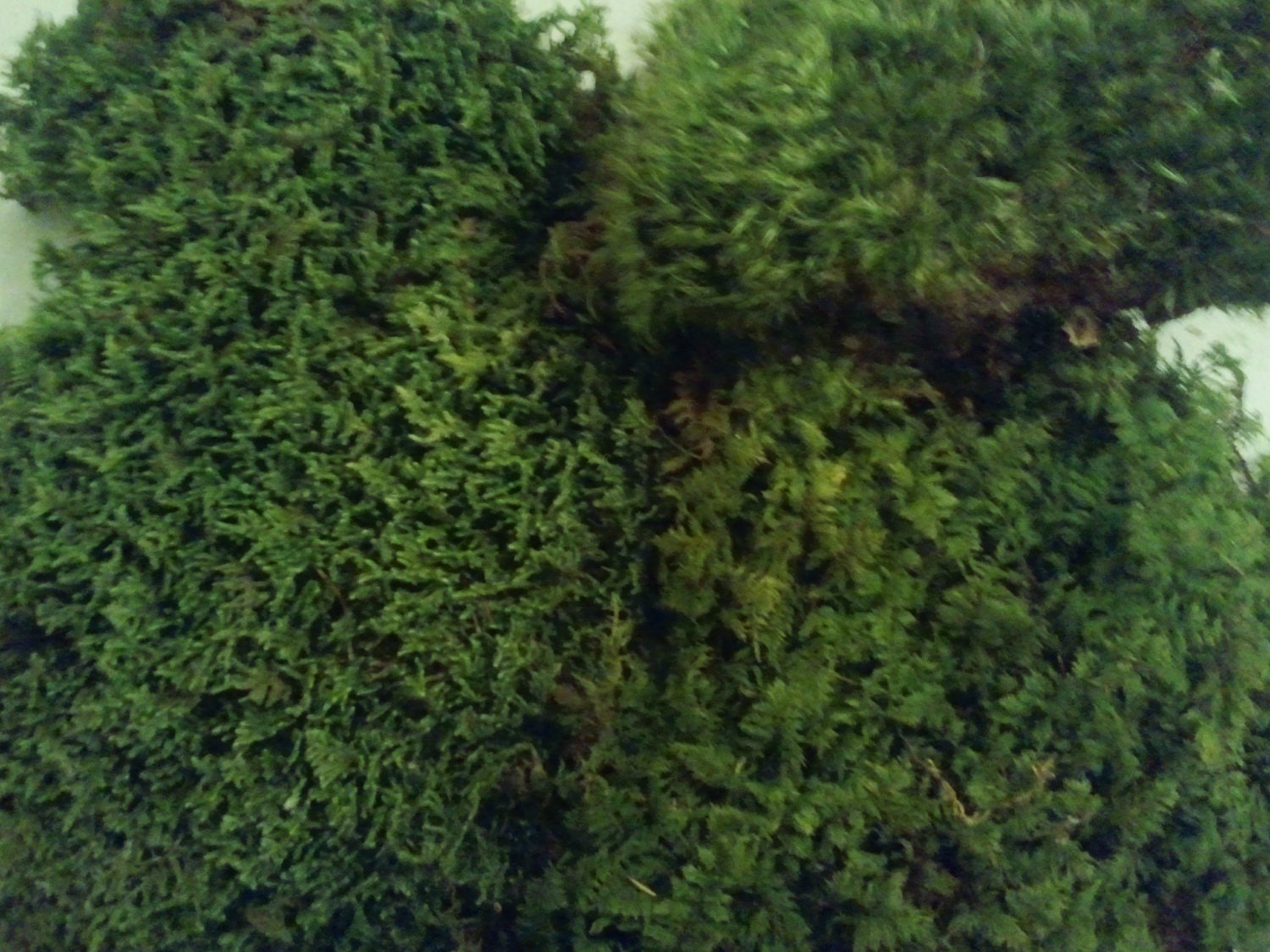 Moss Variety Sampler Pack Frog Moss, Fern Moss, Sheet Moss 