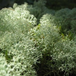 Live Reindeer Moss Lichen for Crafts, Terrarium, Train - Quart Bag