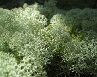 Live Reindeer Caribou Moss Lichen for Crafts, Terrarium, Train Garnish - Gallon Bag