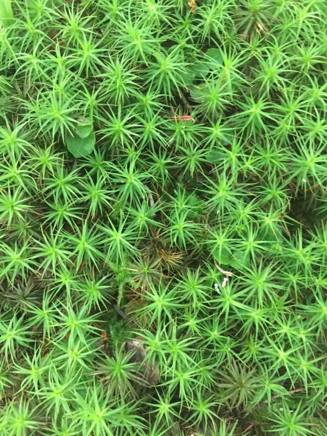 Hair Cap Moss Fresh Live Shade Garden Bog Garden Wetland Plant Etsy