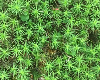 Hair Cap Moss - Fresh Live Shade Garden Bog Garden Wetland Plant