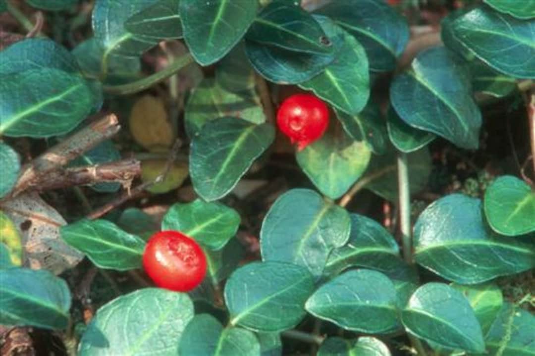 Live Partridge Berry Vines for Fairy Gardens, Terrariums, Vivariums Etsy