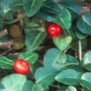 Live Partridge Berry Vines for Fairy Gardens, Terrariums, Vivariums