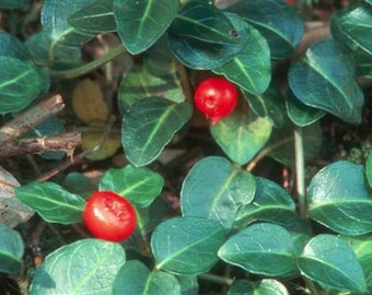 Live Partridge Berry Vines for Fairy Gardens, Terrariums, Vivariums