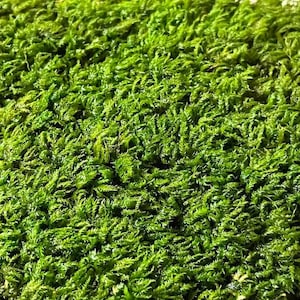 Mouse Tail Moss Fresh Live - Quart bag