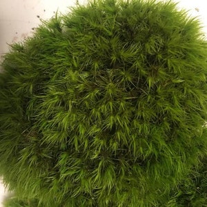 Live Wooly Boulder Forked Moss (Dicranum fulvum) for Terrarium, Garden, Air Plant Mix