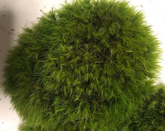 Musgo bifurcado lanudo vivo (Dicranum fulvum) para terrario, jardín y mezcla para plantas de aire