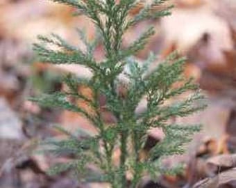 Princess Pine Tree Clubmoss Plants For Fairy Garden, Terrarium, Garden - Lycopodium Terrarium Tree