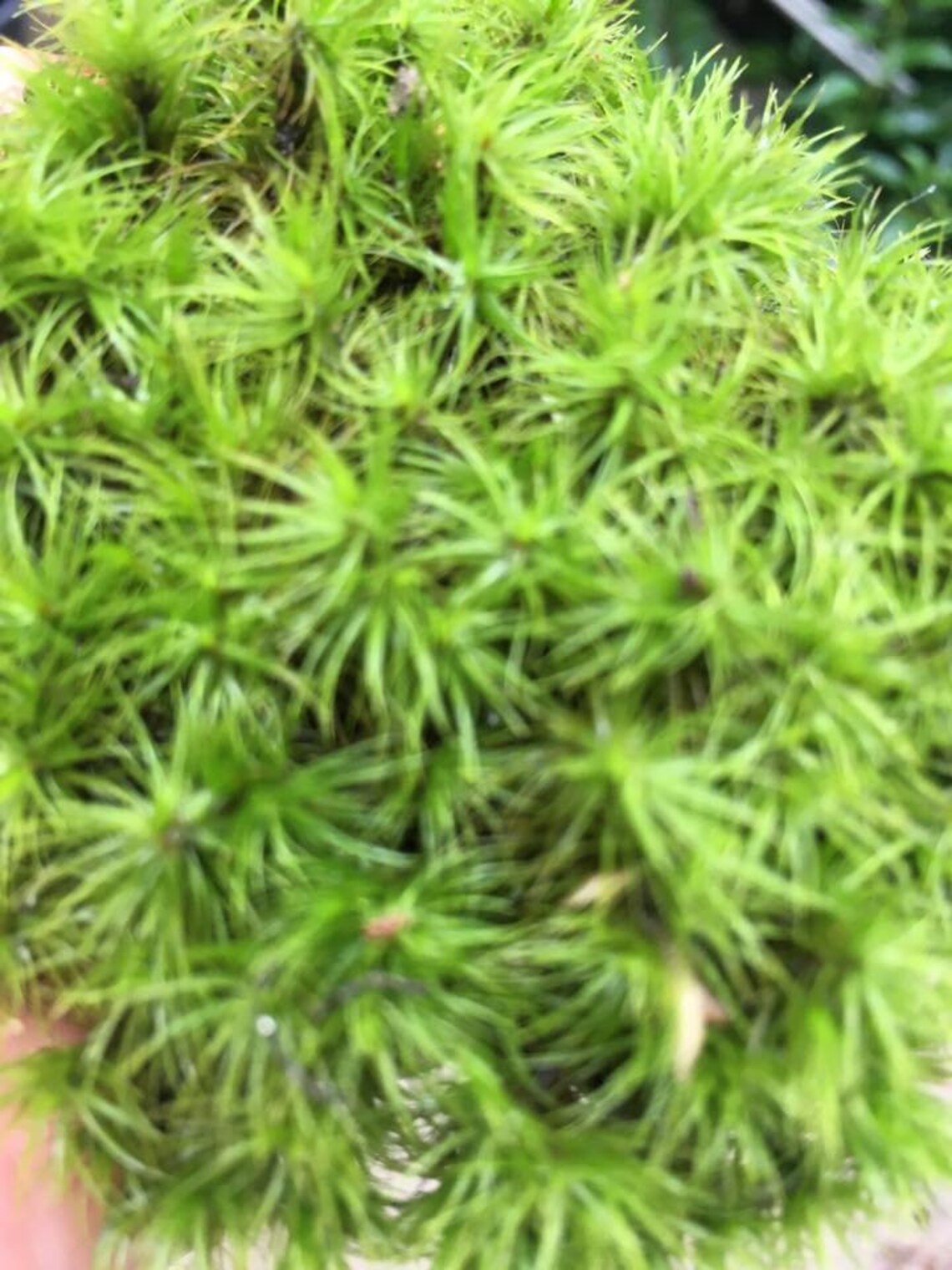 Live Frog Moss Mood Moss Pads Dicranum for Terrarium or Etsy UK