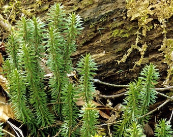 Live Shining Clubmoss Huperzia Plants For Fairy Garden, Terrarium, Garden Huperzia