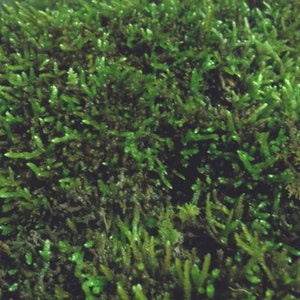May include: A close-up of a patch of green moss. The moss is soft and lush, with a variety of textures and shades of green.