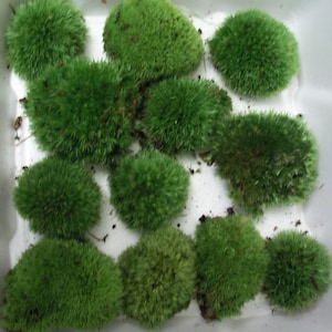 Live Cushion Pillow Moss - Medium Size Plants for Terrarium