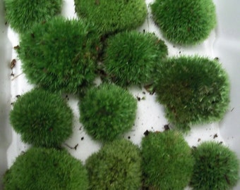 Live Cushion Pillow Moss - Medium Size Plants for Terrarium