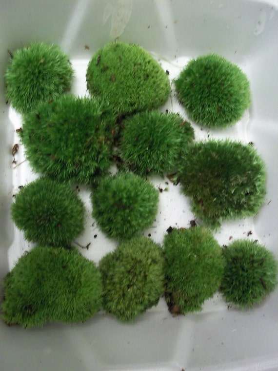 Live Cushion Pillow Moss - Medium Size Plants for Terrarium