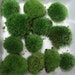 see more listings in the Cushion Moss section