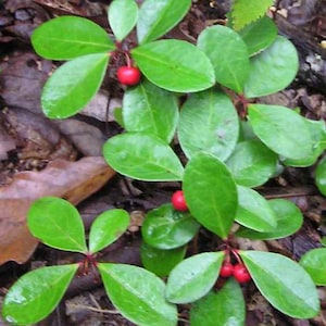 Live Wintergreen Teaberry Plants (Gaultheria procumbens) for Shade Garden - Pack of 15 plants.