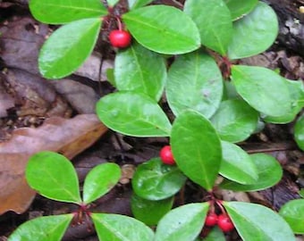 Live Wintergreen Teaberry Plants (Gaultheria procumbens) for Shade Garden - Pack of 15 plants.