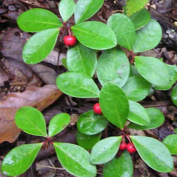 Live Wintergreen Teaberry Plants (Gaultheria procumbens) for Shade Garden - Pack of 5 plants.