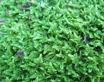 Gallon Bag Live Sheet Moss Scraps for Between Patio Stones or for Bonsai - Perfect for Moss Milkshake too!