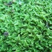 see more listings in the Sheet Mosses section