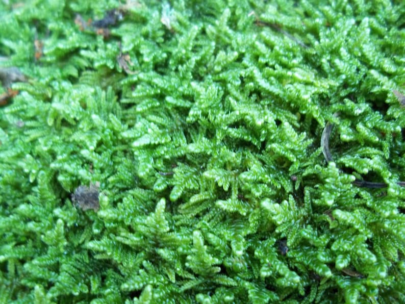 May include: Close-up of vibrant green moss, showcasing a dense, textured surface. The image highlights the intricate details of the plant's structure, with small, leaf-like formations. The overall appearance is lush and natural, suggesting a forest floor setting.