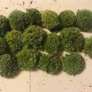 May include: A collection of 15 small, round, green moss balls. The moss balls are arranged in a semi-circle on a white surface.