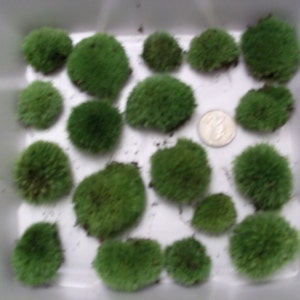 May include: A white container filled with 16 green moss balls. The moss balls are round and fluffy, and they are arranged in a random pattern.