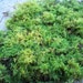 see more listings in the Sheet Mosses section