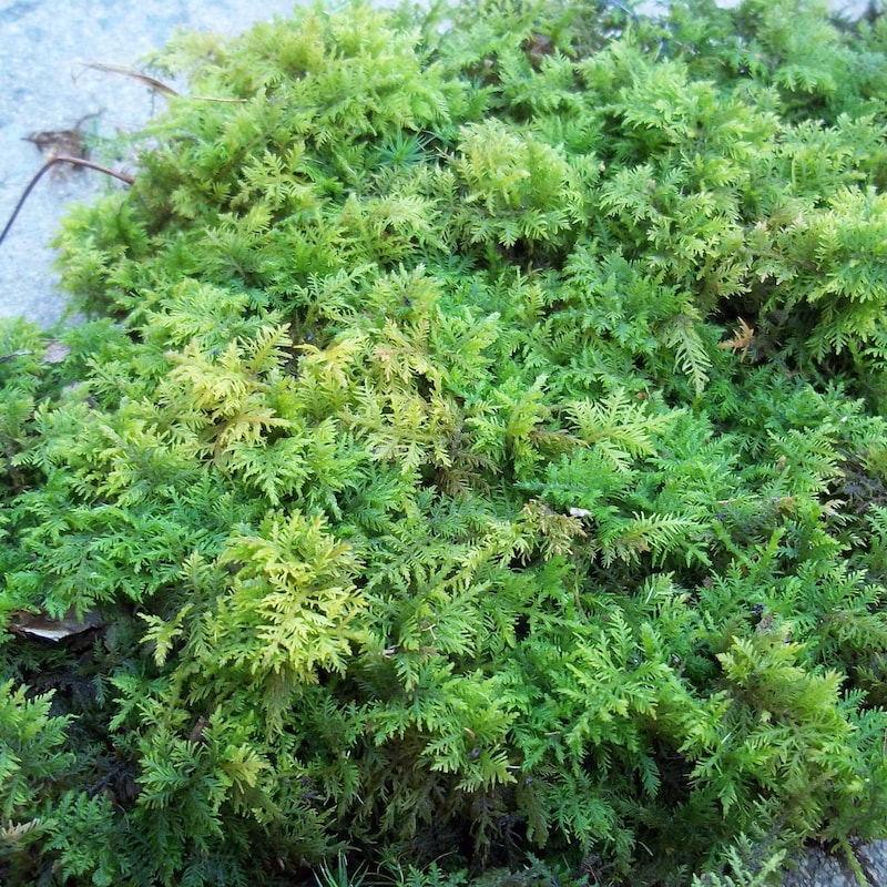 Moss Green Bath Mat - Etsy