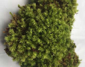 Live Ribbed Bog Moss (Aulacomnium Palustre) for Vivarium, Bog Garden