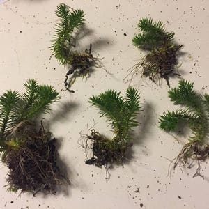 Live Shining Clubmoss Plants Adorable Petite Size For Fairy Garden, Terrarium, Garden