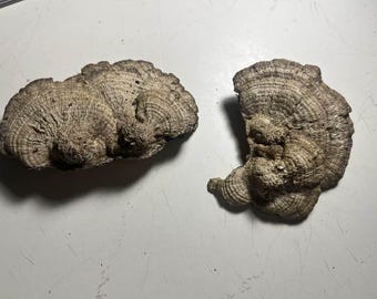 2 Dried Tree Fungi Conk for Fairy Garden, Terrarium, Wreaths, Natural Displays