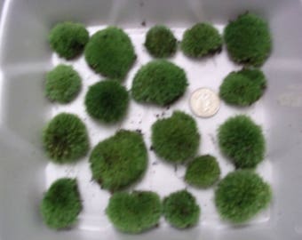 Live Cushion Moss Pads for Terrariums - 3 Dozen!! Small Size