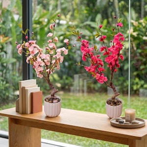 Könnte beinhalten: Zwei künstliche Kirschblüten-Bonsai-Bäume in weißen, gerippten Töpfen. Ein Baum hat hellrosa Blüten, der andere hat leuchtend rosa Blüten. Die Bäume stehen auf einem Holztisch mit Büchern und einer Kerze.
