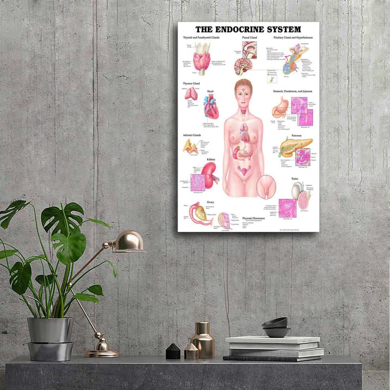 Anatomy of the Endocrine System Canvas Print – Medical Wall Art - Etsy