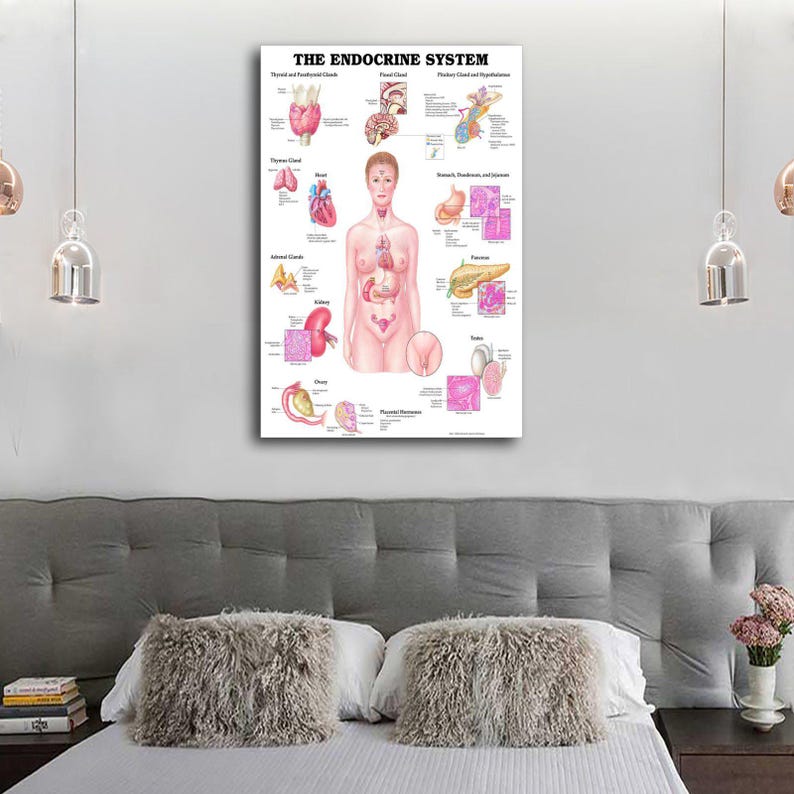 Anatomy of the Endocrine System Canvas Print – Medical Wall Art - Etsy