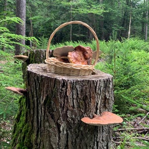 May include: A woven wicker basket with a curved handle sits atop a weathered tree stump. Inside the basket are several harvested brown and tan shelf mushrooms. Additional shelf mushrooms grow directly from the sides of the textured tree stump.